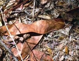 Image result for Olinia vanguerioides