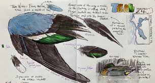 If you have some input or idea, let us know. How And Why To Keep A Birder S Field Journal A 2 Part Class In Partnership With Audubon John Muir Laws