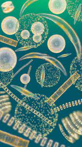 Do It Yourself Conservation How To Count Plankton Microscopic Photography Microscopic Things Under A Microscope