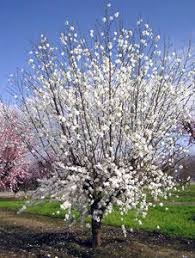Maybe you would like to learn more about one of these? Icicle Flowering Peach Trees Icicle Flowering Trees Willis Orchards