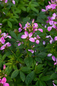 Image result for Cleome elegantissima