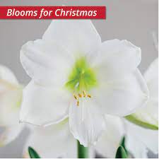 Why not try one of two for your garden this year? 20 Cream And White Flowers Ideas Longfield Gardens Flowers White Flowers