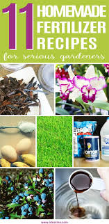 Palm trees need specially formulated recipe 1. 11 Homemade Fertilizer Recipes For Gardeners Ideal Me