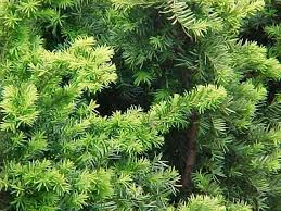 To use a cutting, just remove a stem a few inches. Best Shrubs