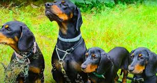 Image result for slovenský kopov