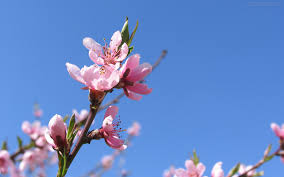 Papel De Parede Flor De Cerejeira No Ceu Azul Wallpaper Para Download No Celular Ou Computador Pc Flor de cereja papel parede oferece os fundos mais romanticos menina com flores japonesas. papel de parede flor de cerejeira no