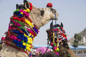 The pushkar camel fair is a fascinating spectacle that occurs once a year in the small town of pushkar, rajasthan. Pushkar Camel Fair In Indien India Someday