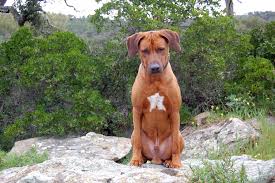 In der folgezeit wurde der rhodesian ridgeback zur löwenjagd verwendet, wobei er den löwen so in die enge trieb, dass ihn der jäger erlegen konnte. Unser Dayo 1511529490s Webseite