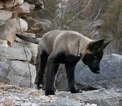 Fluffy Black And Brown Dog Breeds While This One Has More Brown Tinting To Its Base It Does Have A More Extreme Expression Of The Black Mask And The More Rare Dogs Dog Breeds Malinois Puppies