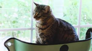 Cat window perch hammock bed cooling breathable mesh deck window suction cups seat summer hammock for cats kittens warning: The Best Cat Window Perches For Your Curious Kitty