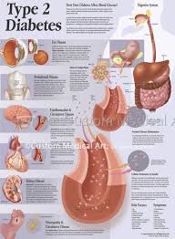 Type 2 Anatomie Und Physiologie Pharmazie Studium Und Krankenpflegeschule