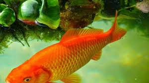 Mimpi melihat ikan yang banyak. Arti Mimpi Melihat Ikan Mas Identik Lambang Kekayaan Pertanda Datang Kesuksesan Tribun Batam