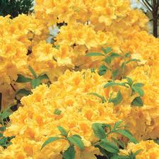 Golden Lights Hardy Azalea Shop Shrubs Michigan Bulb