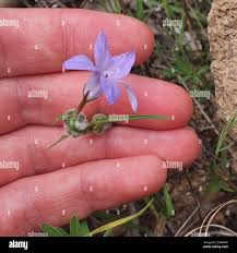 Image result for Wahlenbergia pulchella