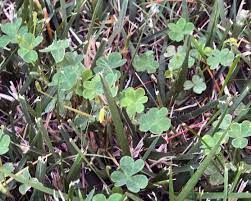 Maybe you would like to learn more about one of these? Controlling Oxalis In Turf Garden Spiders The Dirt Gardener