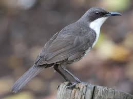 Image result for Triceratorhynchus viridiflorus