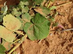 Image result for Pavonia senegalensis