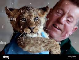 Raymond blair hi-res stock photography and images