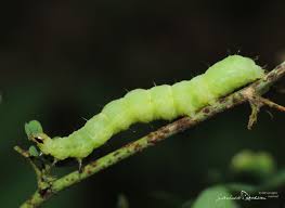 Image result for Autographa macrogamma