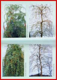 They grow into viney bushes to the point some gardeners will even plant them on trellises. Goji Pruning Instruction Berry Plants Pruning Fruit Trees Berry Garden