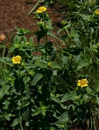 Image result for Aspilia