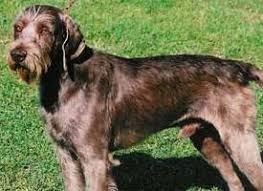 Image result for slovenský ohař hrubosrstý