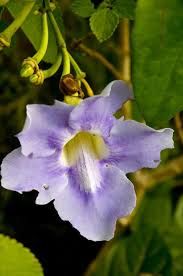 Image result for Thunbergia