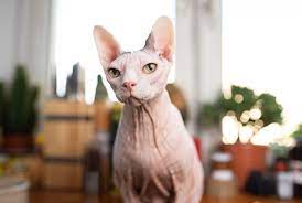 11 Facts About Sphynx Cats Mental Floss