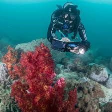 Diving is the sport of jumping or falling into water from a platform or springboard, usually while performing acrobatics. Gue Education Conservation Exploration