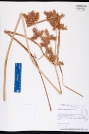 Image result for Cyperus alopecuroides
