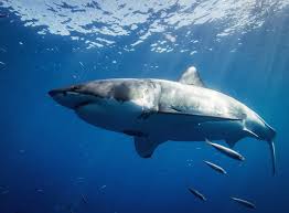 Les attaques de requins envers l'homme sont rares. Requins Mais Comment S Entrainent Les Surfeurs