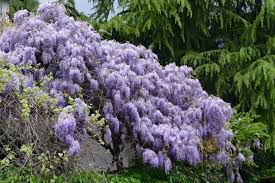 Wisterias are a genus of flowering plants composed of ten species. How To Plant Prune And Care For Wisterias Dengarden