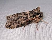 Image result for Polyploca ridens