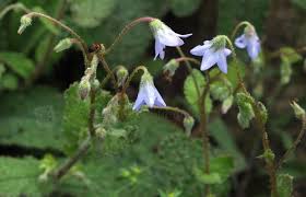 Borago Pygmaea Ausdauernder Borretsch Bilder Fotos Standort Boden Pflege Vermehrung Borretsch Pflanzenreich Pflanzen