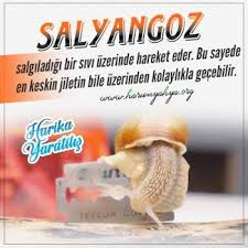 Salyangoz Salgiladigi Bir Sivi Uzerinde Hareket Eder Bu Sayede En Keskin Jiletin Bile Uzerinden Kolaylikla Gecebilir Fish Pet Fish Pets