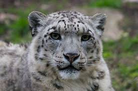 What is the snow leopard? Snow Leopard Encyclopedia Of Life