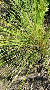 Image result for Fimbristylis quinquangularis