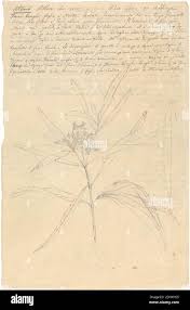 Image result for Nuxia oppositifolia
