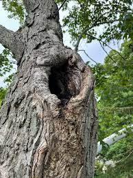 There were 2 trees in particular that required extra care to remove. Robles Tree Service Llc Home Facebook