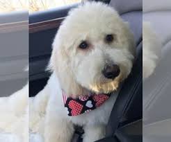Zara is an f1b miniature labradoodle. Verified Dog Breeders Near Wayland Iowa Usa Page 1 10 Per Page Puppyfinder Com