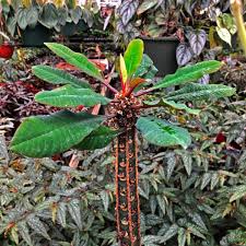 Image result for Euphorbia kilwana