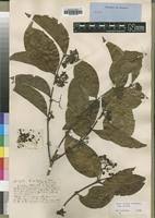 Image result for Psydrax livida