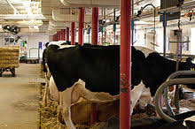 Lembu punya susu, sapi dapat nama. Sapi Perah Wikipedia Bahasa Indonesia Ensiklopedia Bebas