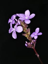 Image result for Buchnera chimanimaniensis