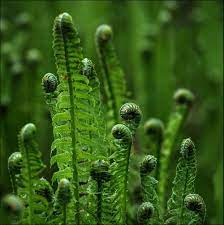 Pin By Regan Kimes On Mary S Garden Plants Green Nature Ferns