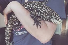Argentine Black And White Tegu For Sale Canada Percy Is A Black And White Tegu Who Went Missing From His Enclosure In A Flat In Portland Street Aberdeen This Afternoon We H Cute Reptiles Tegu Reptiles Pet