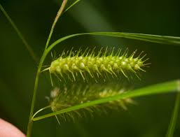 Image result for Carex brassii