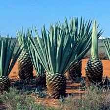 Image result for Agave sisalana