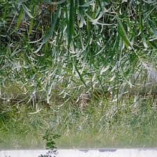 Image result for Oryza longistaminata