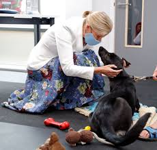 Check spelling or type a new query. 30 Photos Of The Royal Family With Dogs Queen Elizabeth Meghan Markle More Royals With Dogs